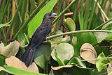 Smooth-billed Aniborder=